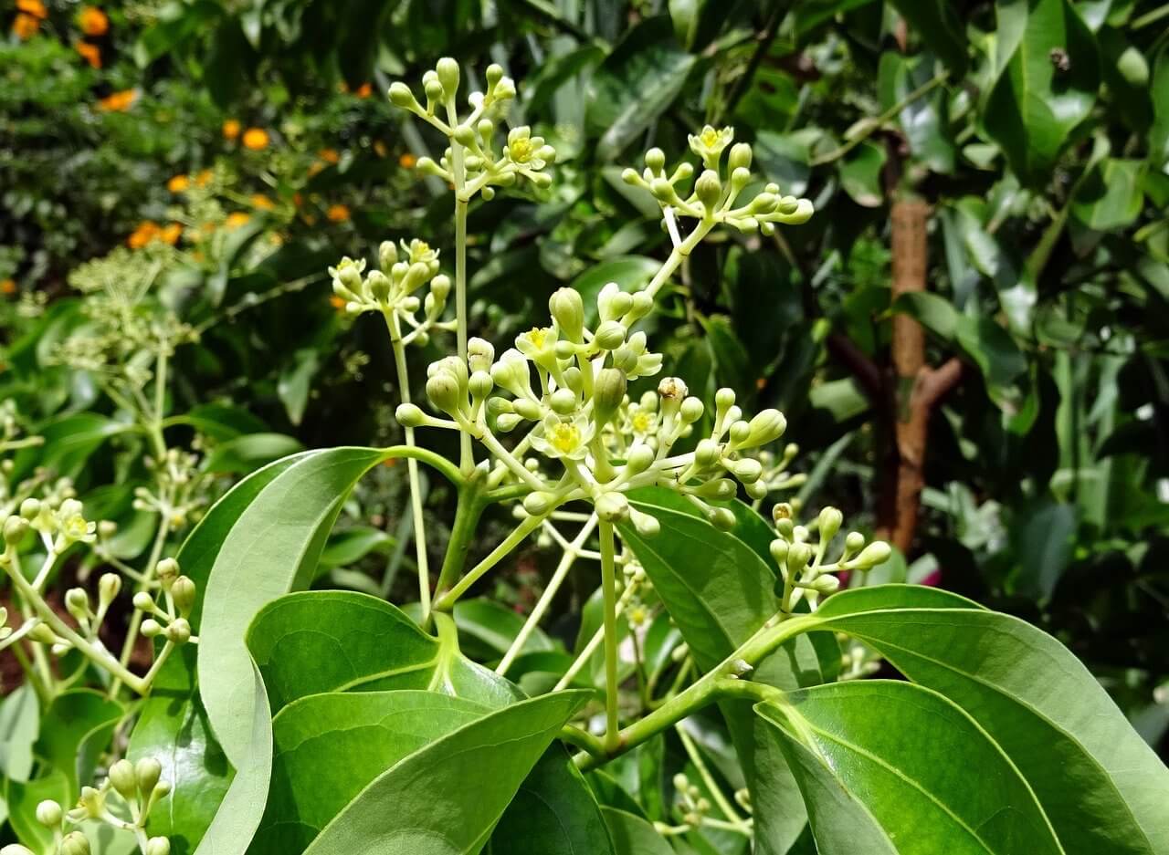 Foto de árbol de canelo Talagarden vivero de arboles chile